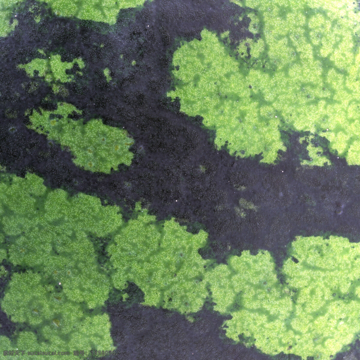 西瓜皮 西瓜 西瓜纹 青皮西瓜 水果纹理 食物背景 食物原料 餐饮美食