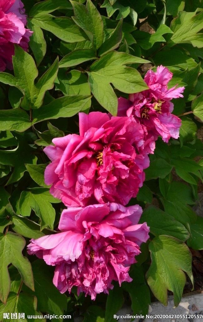 牡丹花 牡丹 观赏花卉 鼠姑 木芍药 百雨金 洛阳花 花朵 花瓣 花蕊 花卉 花儿 花草 植物 园林绿化 绿化景观 芍药牡丹 生物世界