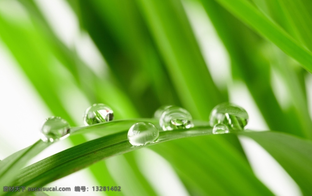 雨露 漂亮水珠 水珠 露水 露珠 晨露 水珠特写 绿叶上的水珠 绿叶特写 晶莹剔透 绿叶背景 水珠图片 水滴 水珠和绿叶 自然环保 干净的水 干净 清澈 雨后 雨水 春天 花草 小草 草 绿叶 树叶 微距拍摄 水 水花 水珠水花水滴 树木树叶 生物世界
