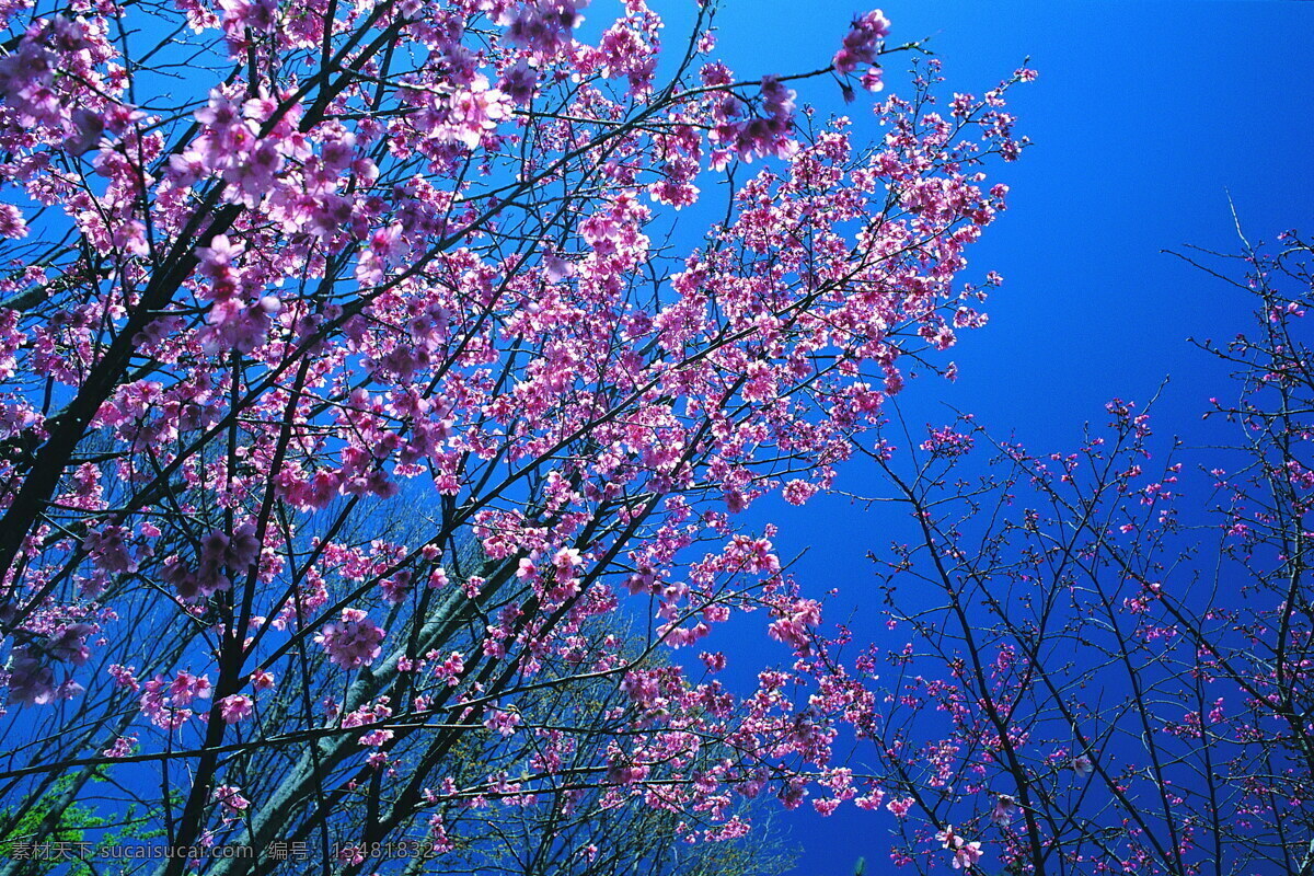 春暖花开 背景 风景 花 花草 花季 摄影图库 植物世界 自然风景 自然景观 花的季节