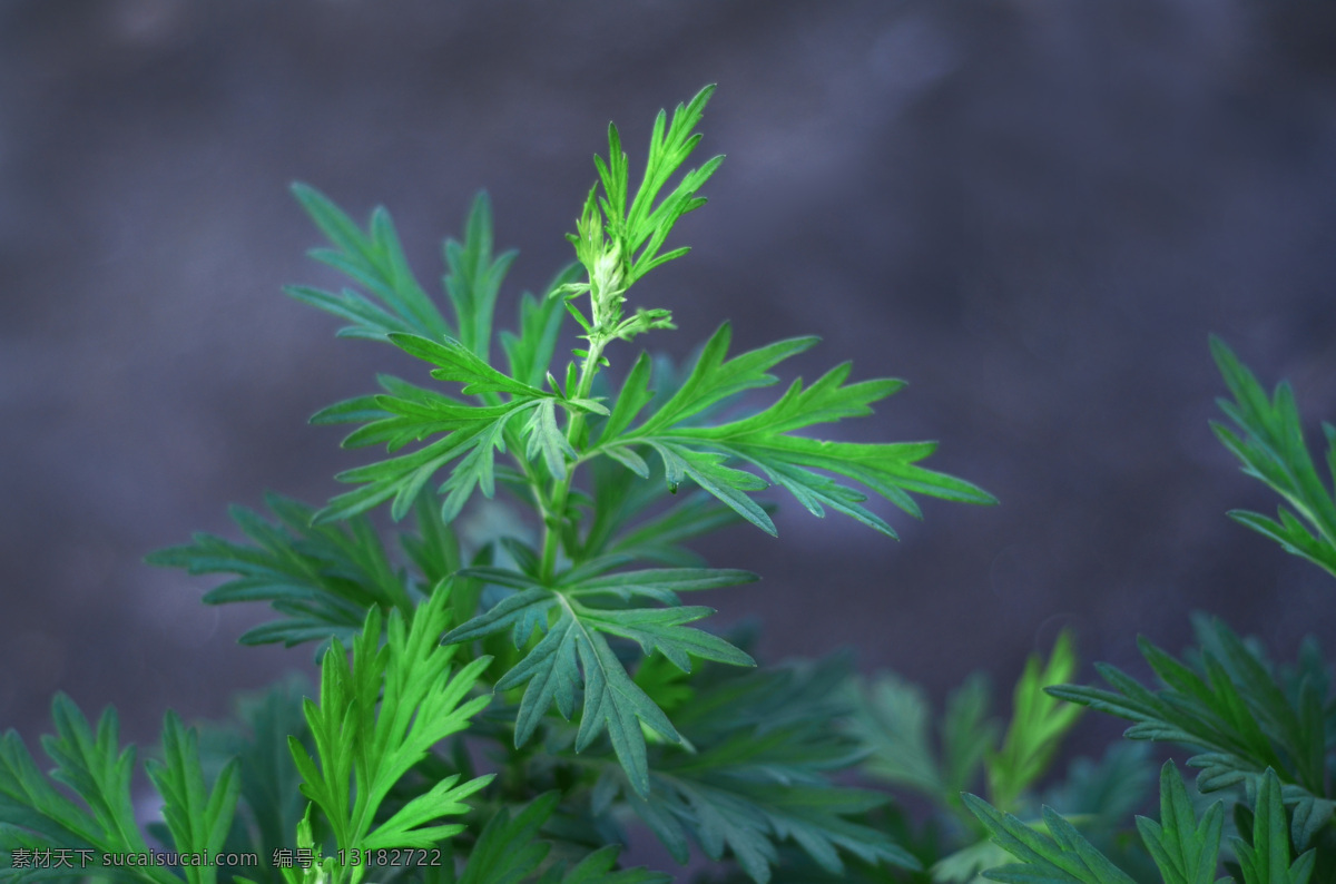 艾草 艾叶 艾绒 中医 中药 生物世界 花草