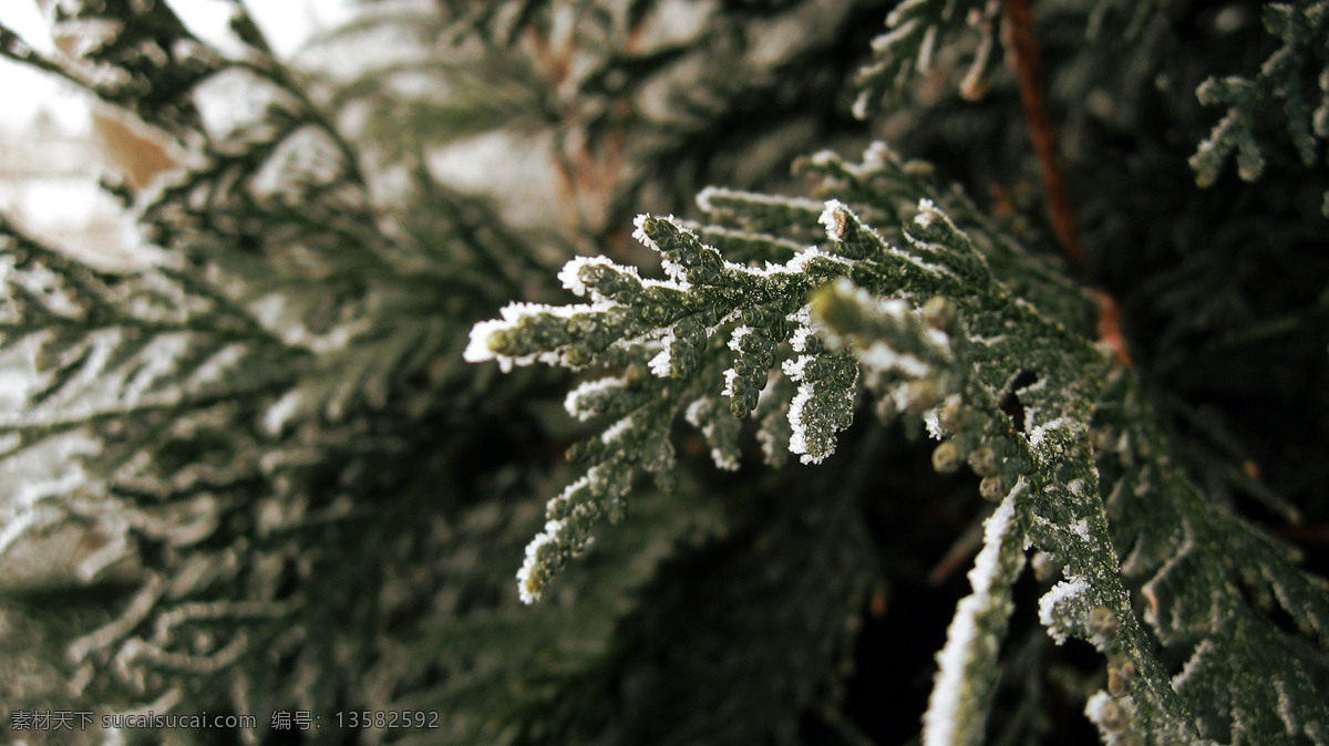 雪松 覆盖 大雪 白雪 美景 冬日 冬季 自然生物 生物世界 树木树叶 自然景观 自然风光