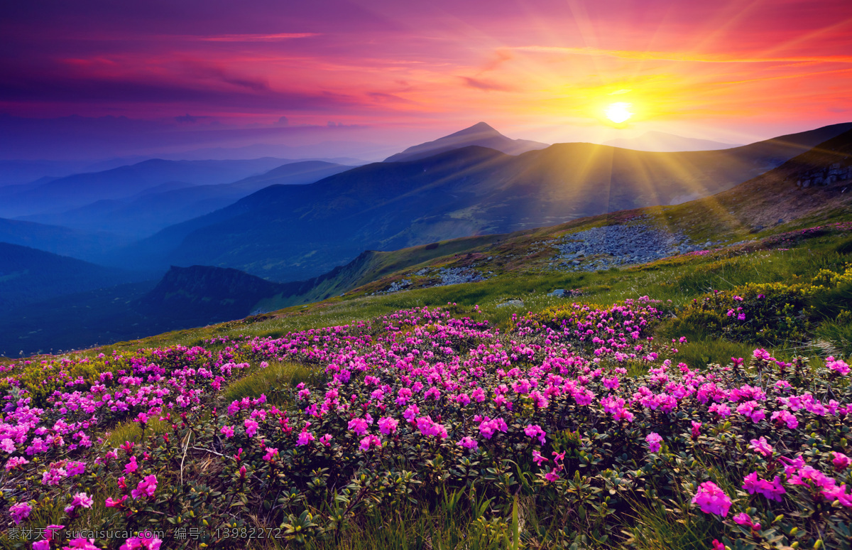 花海 花 树木 阳光 树林 蓝天 白云 远山 自然风景 自然景观