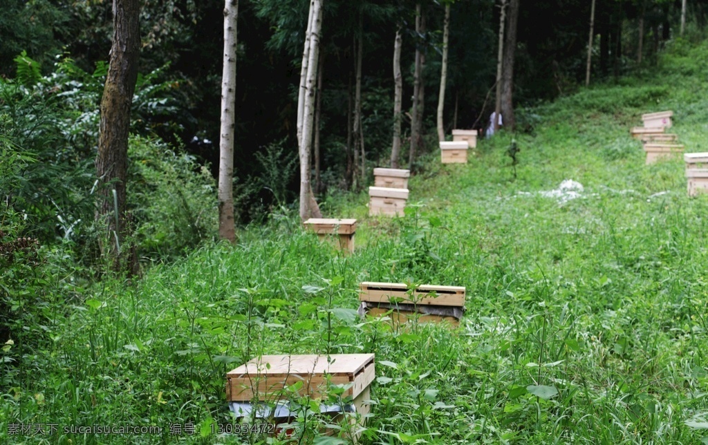 养蜂场 蜂箱 养蜂 蜂蜜 蜜蜂 蜂脾 中华蜂 土蜂蜜 山花蜜 风景拍摄 自然景观 田园风光