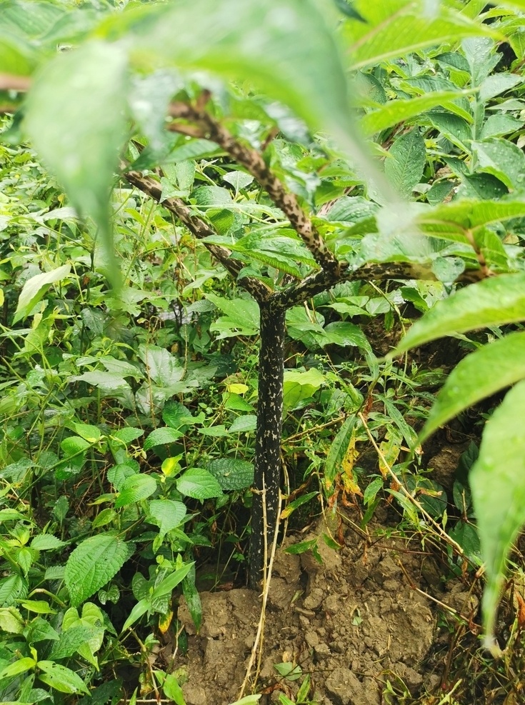 植物 绿色植物 芋头 魔芋叶子 生物世界 花草