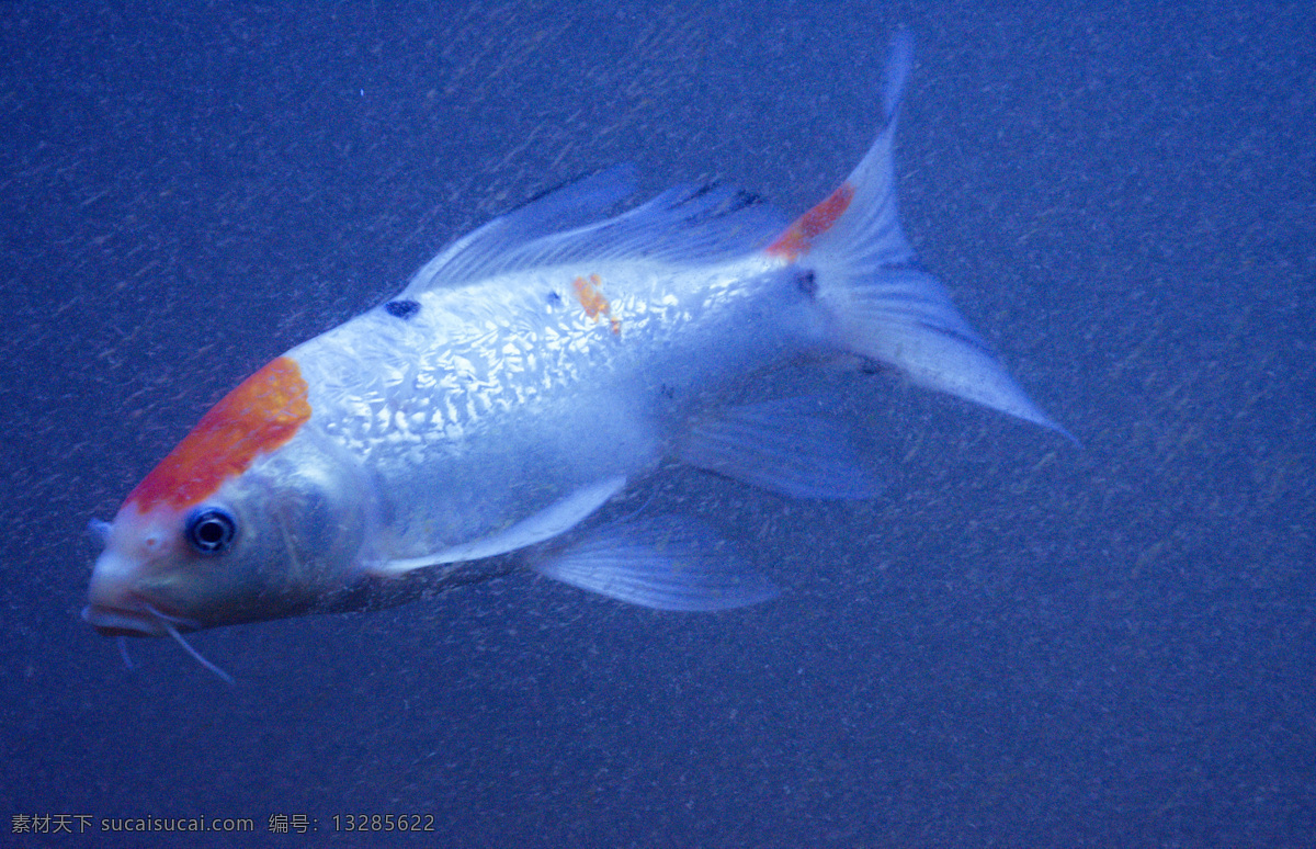 水底 游走 鱼 蓝色 金鱼 游泳 漂浮 动物 生物