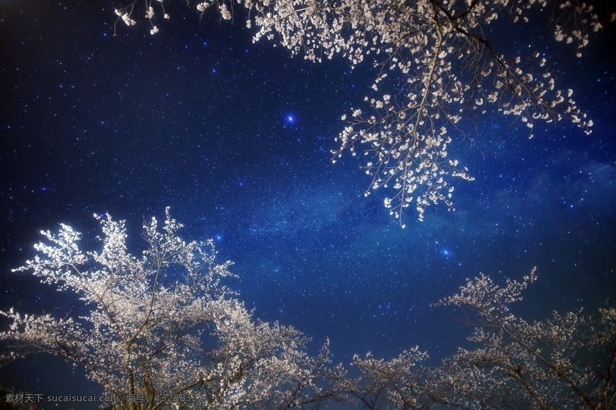 星空 星星 星云 树 树木 树林 森林 宇宙 银河 恒星 星系 发光 光 光亮 空间 繁星 行星 太空 星团 星系团 自然景观 自然风景