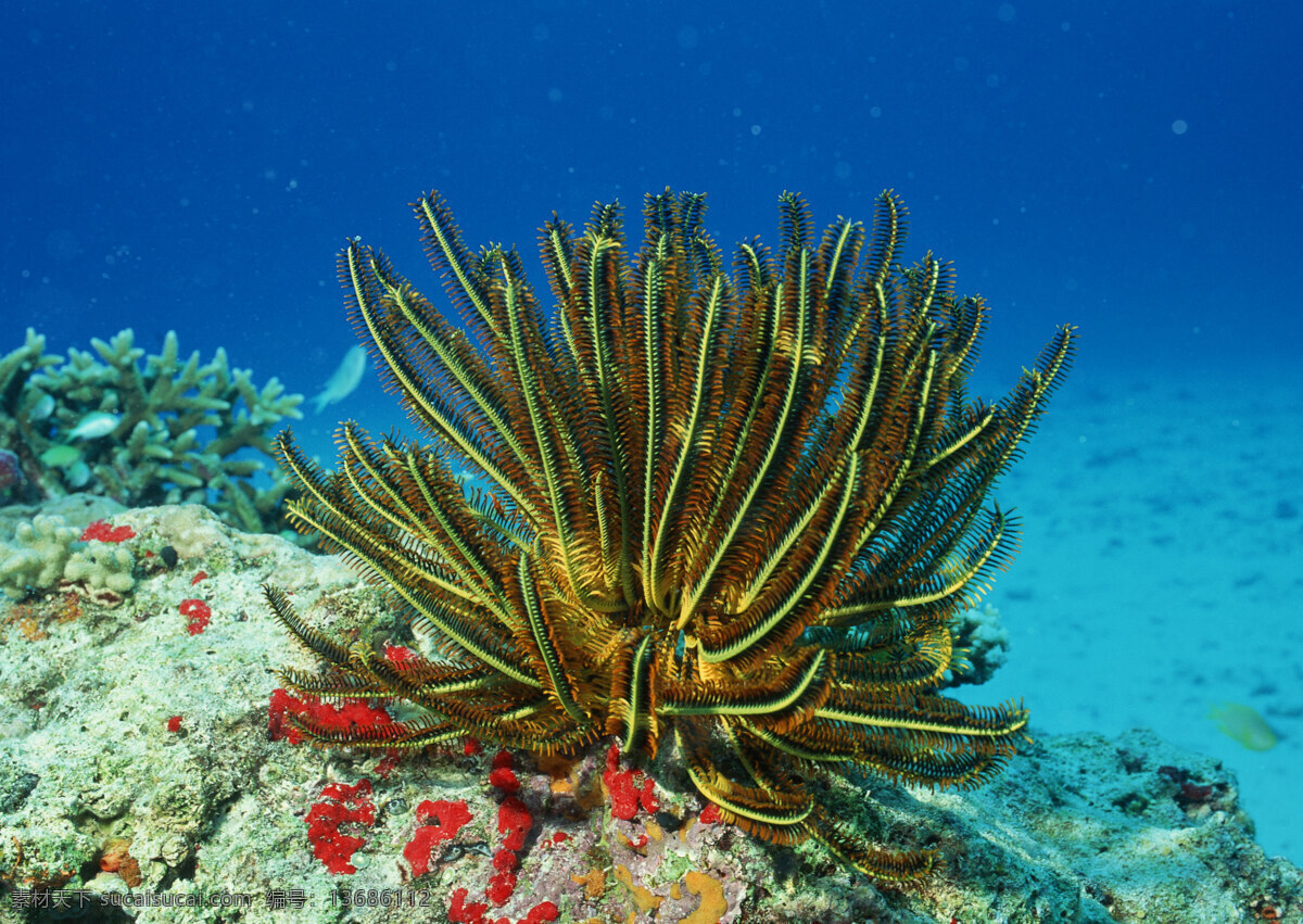 海葵 海洋 生物世界 海洋生物 摄影图库