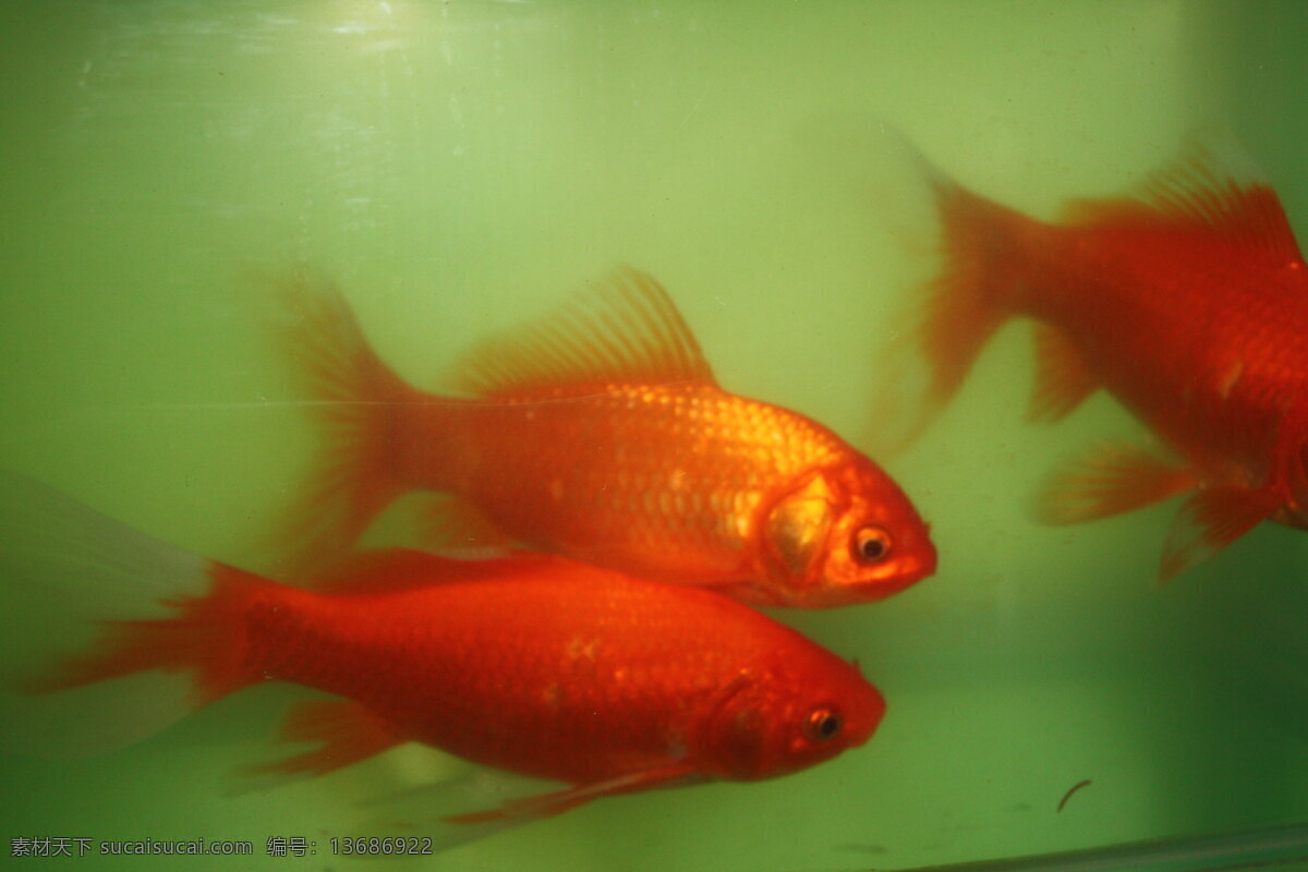金鱼 红色 锦鲤 生物世界 鱼类 鱼缸里的鱼