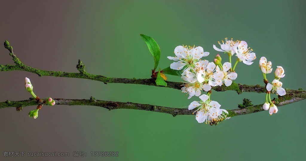 一枝桃花 桃花底图 桃花背景 花朵背景 花朵底图 最爱的背景
