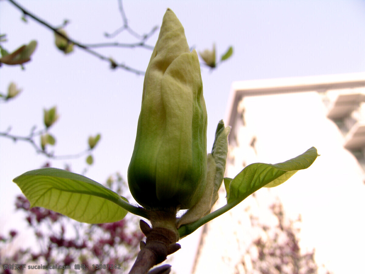 鲜花 春季 花草 静物拍摄 生物世界 盛开 玉兰花 自然界