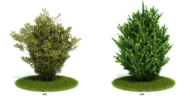 园林 植物 花草 模型 3d模型素材 动植物模型