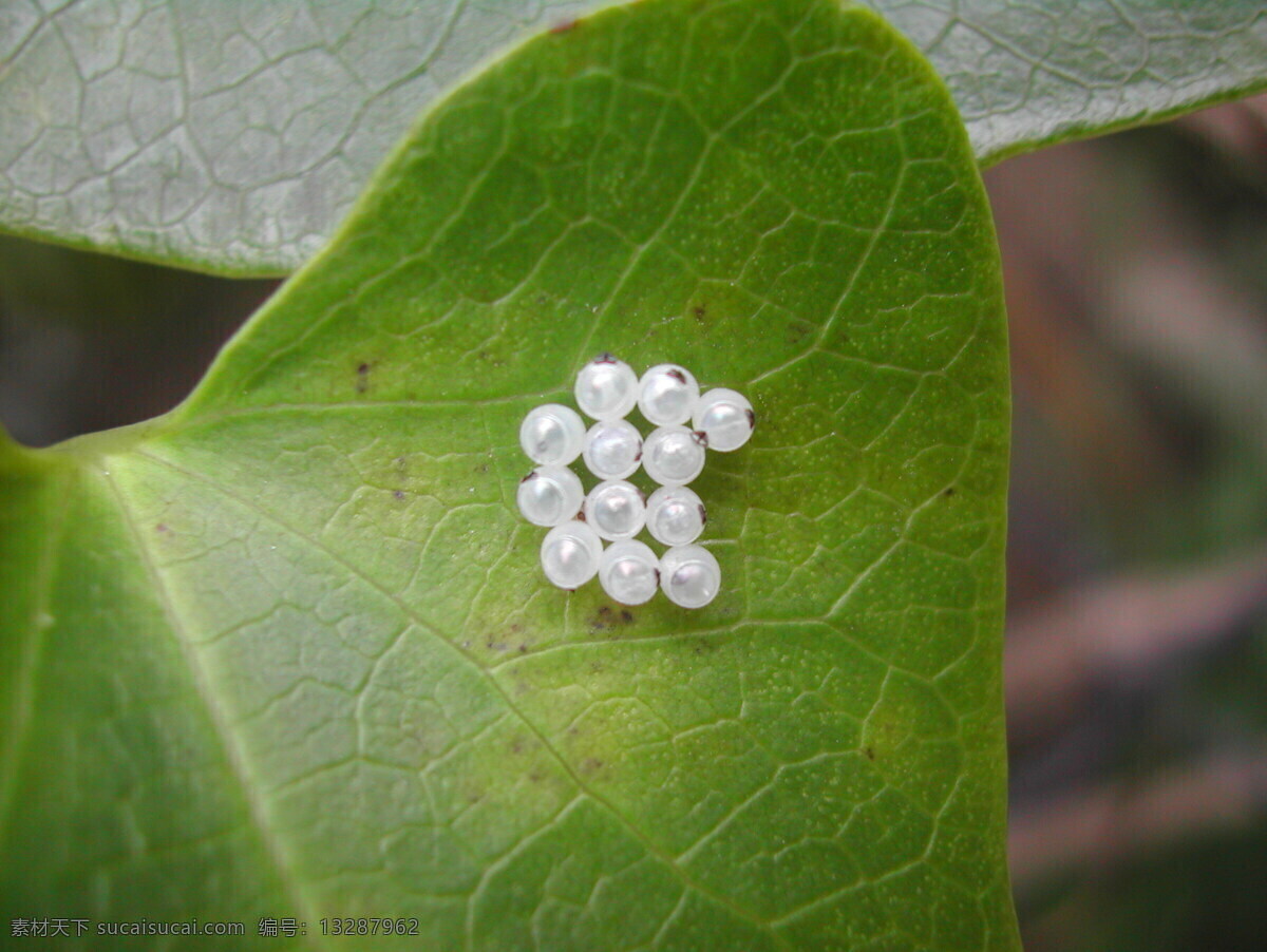 黄斑椿象 卵 叶面 白色 虫卵 近拍 昆虫 生物世界