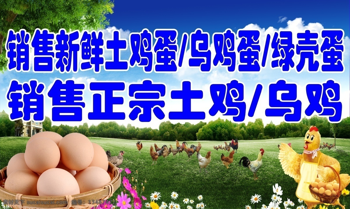 销售土鸡牌子 土鸡 乌鸡 广告牌 鸡蛋 母鸡 公鸡 蓝天 绿草 大树 展板模板