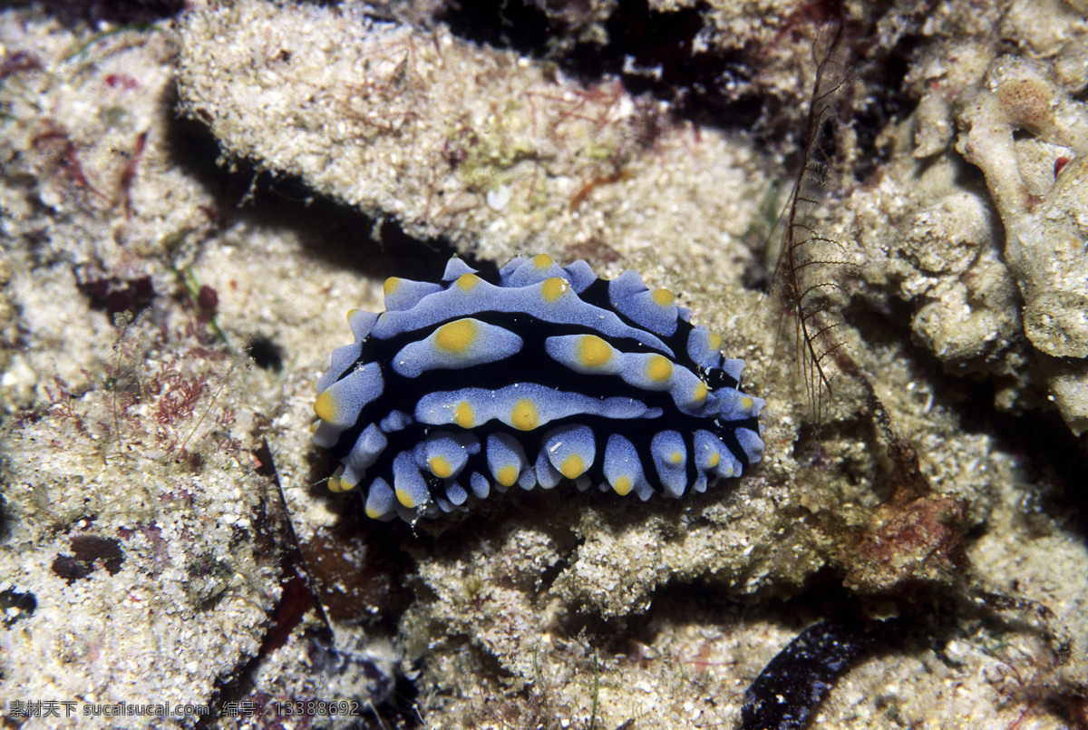 全球 首席 大百科 海底 珊瑚 深海 生物 鱼 生物世界