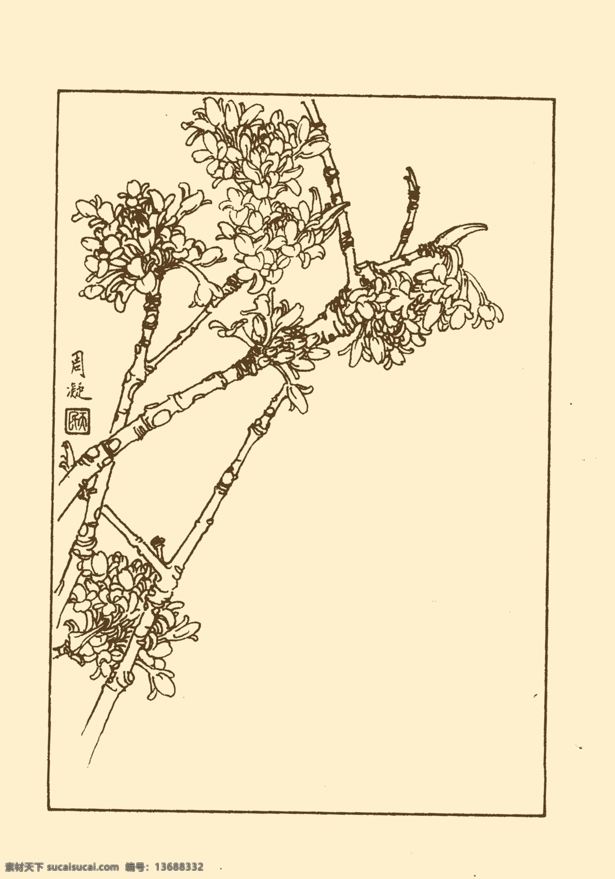 结香 鲜花 花卉 花草 植物 白描 中国画 国画 线画 花卉白描 分层 源文件