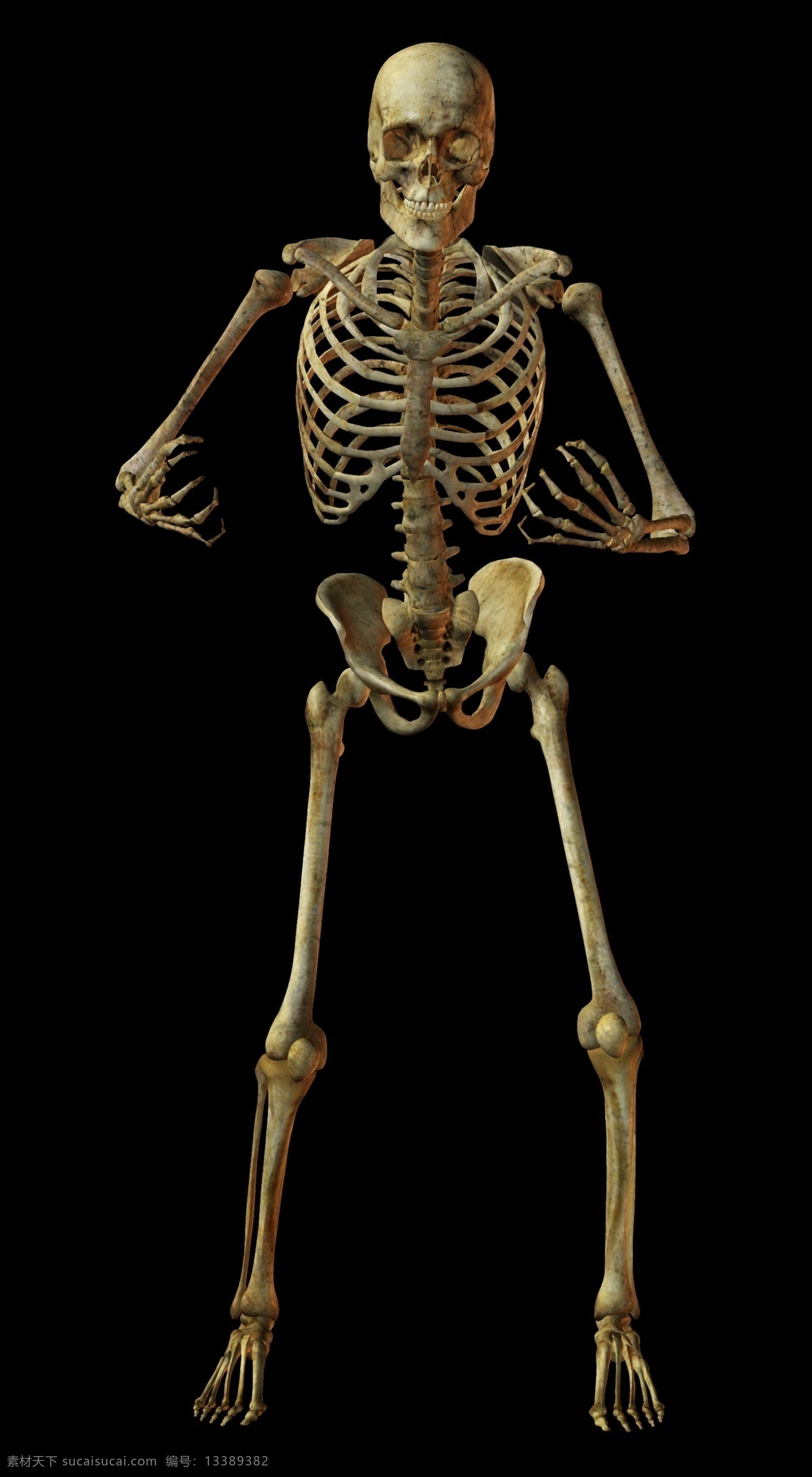 人体 骨骼 结构图 骷髅图片 骨架 骨架图片 骷髅素材 骷髅人 psd源文件