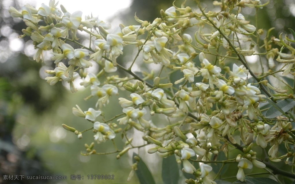 国槐树花 树木 国槐 槐树 豆槐 白槐 家槐 金药材 护房树 落叶乔木 蝶形花科槐属 圆锥花序顶生 两枝 黄白色 花草树木 树木树叶 生物世界