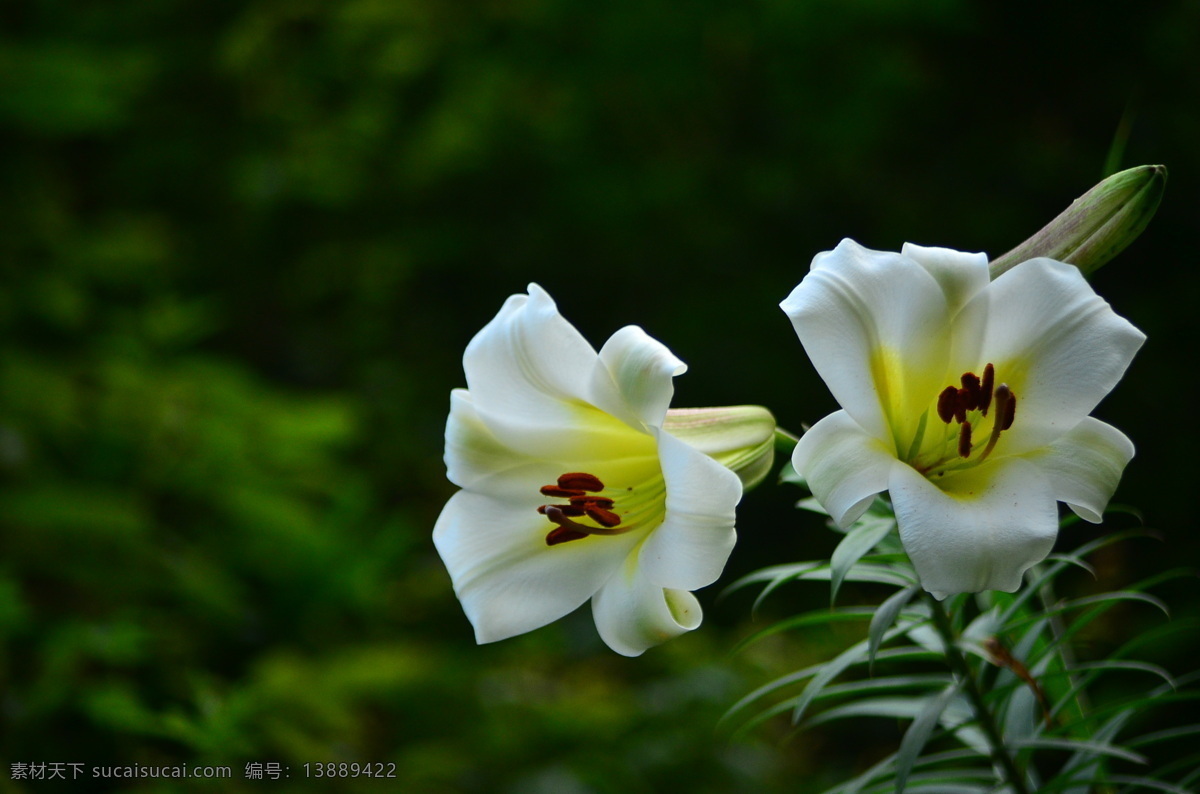 高清 白色 百合花 花卉 花朵 花草 鲜花