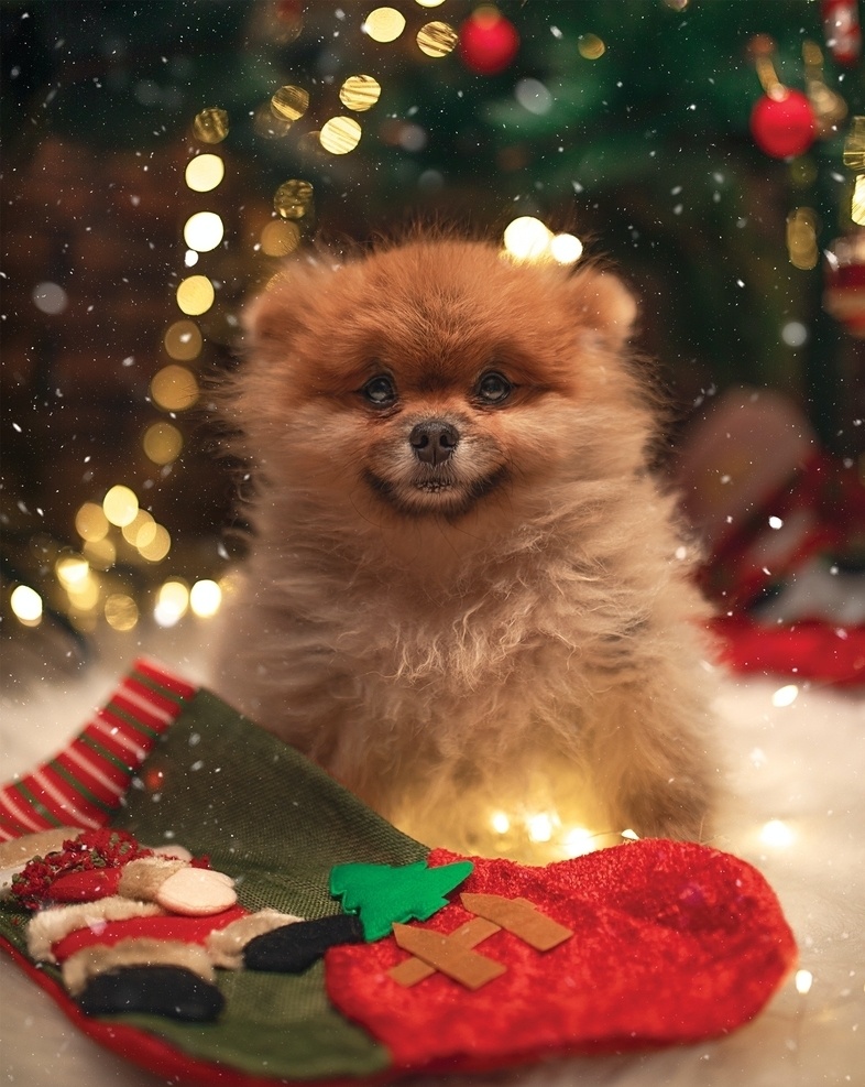 狗狗 猫 狗 壁纸 宠物 萌宠 宠物壁纸 萌宠壁纸 可爱壁纸 腊肠 腊肠犬 金毛 拉布拉多 猫咪 田园犬 秋田犬 大黄狗 圣诞节 圣诞宠物 自然景观 自然风景