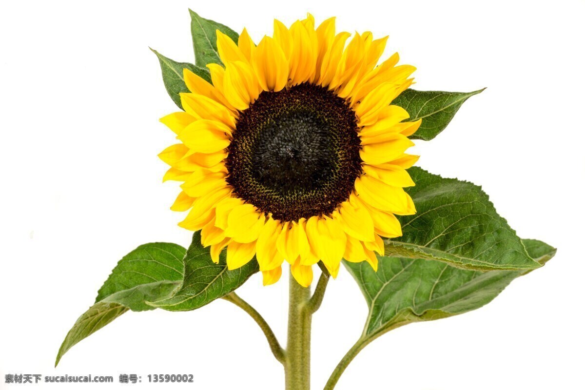 金黄向日葵 黄色向日葵 向日葵图片 高清向日葵 太阳花 葵花 金黄色 花海 向阳花 野外 野花 花卉 花儿 盛放 绽放 花 乐观 花卉摄影 葵花背景 唯美向日葵 葵瓜子促销 葵瓜子海报 葵瓜子背景 白底 白色底 葵花籽背景 大自然 高清 向日葵背景 背景 薰衣草 生物世界 花草
