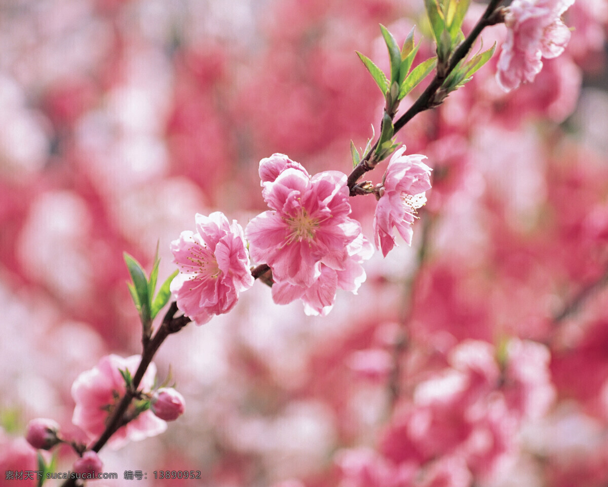 粉红桃花 桃花海洋 春色 粉色
