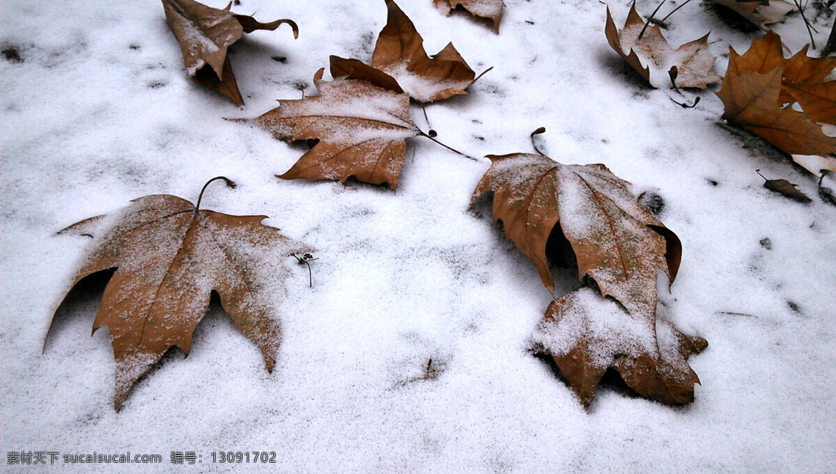 落叶 下雪 初雪 冬天 凋零 生活随笔 生物世界 树木树叶