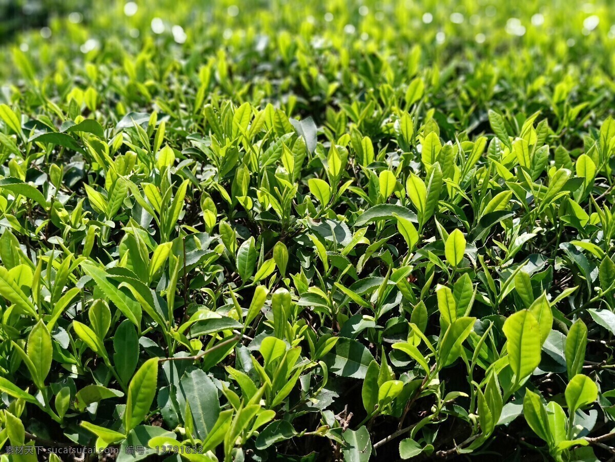 春茶 茶芽 茶叶 绿茶 绿色 清楚 脆绿