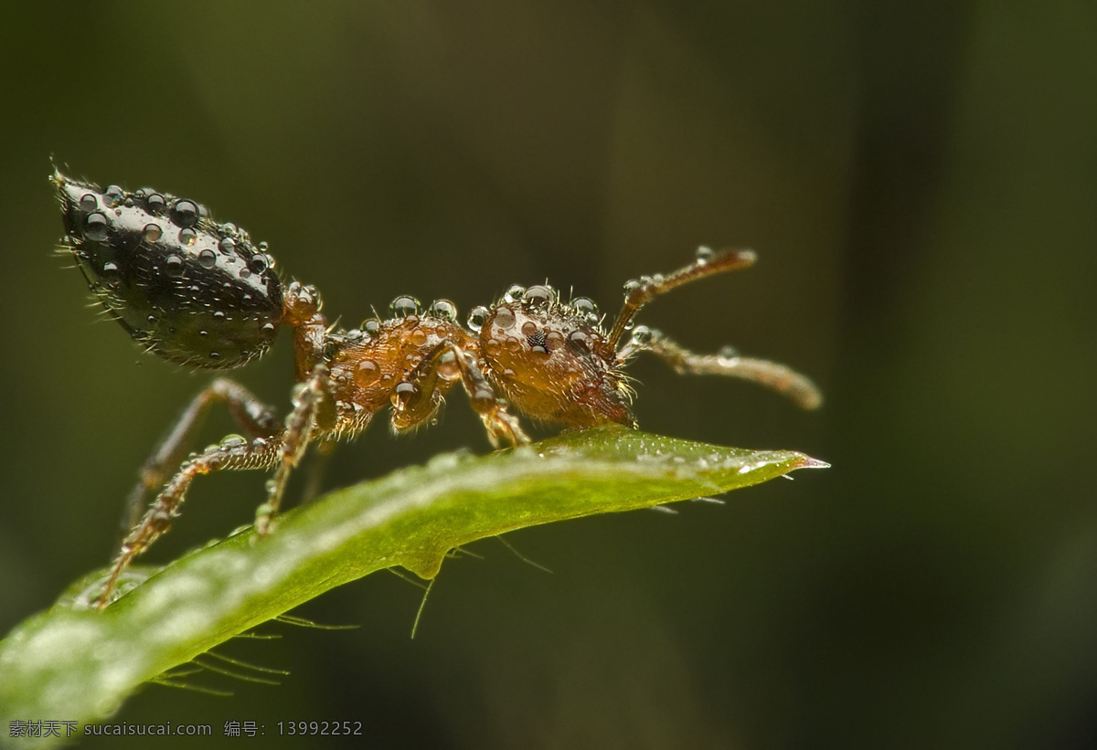 高清 蚂蚁 昆虫 露珠 生物世界 树叶 高清蚂蚁