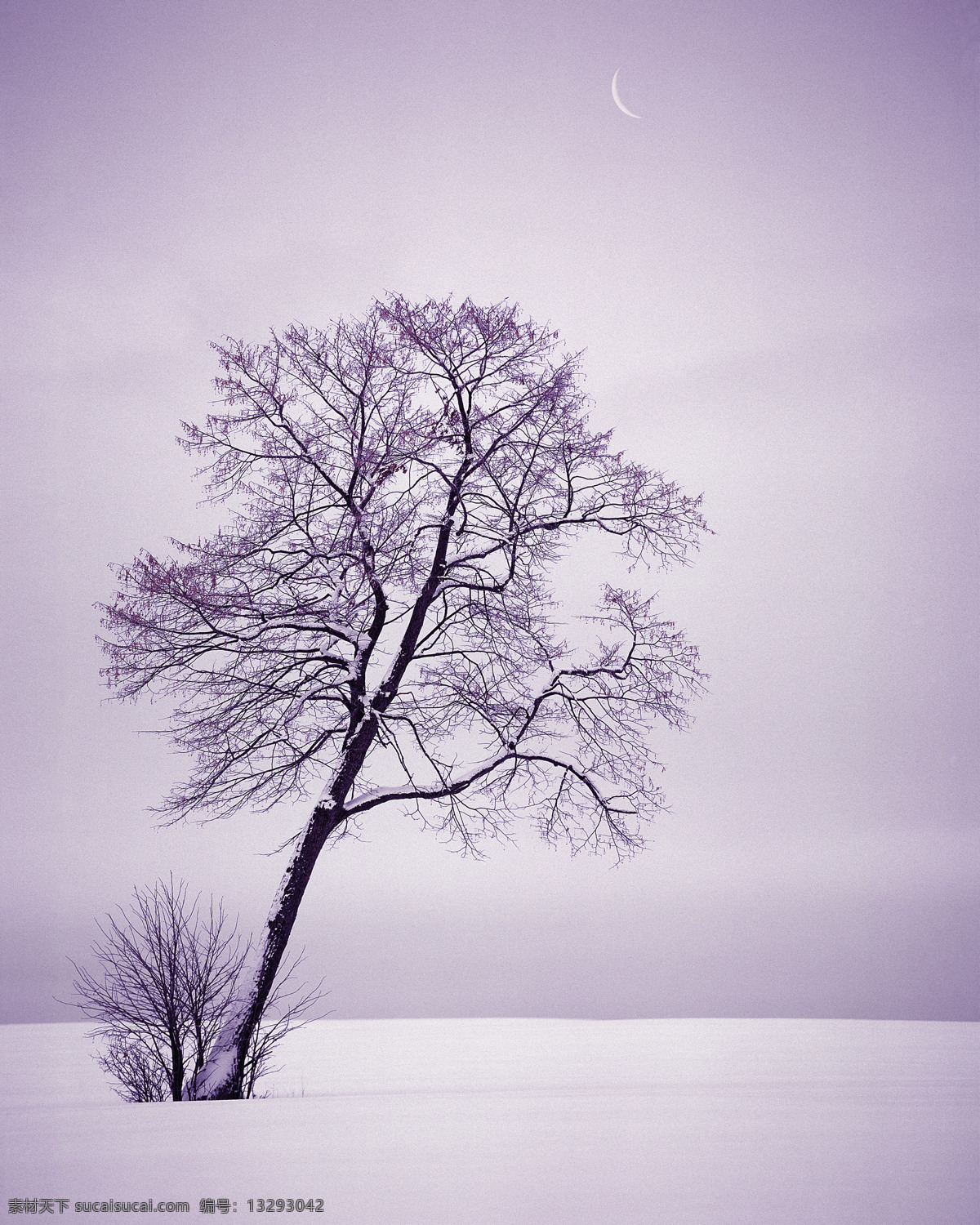 风景 雪景 雪 树 独树 天空 光 自然景观 自然风景 摄影图库