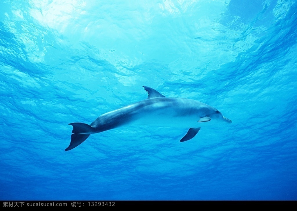 海豚 海豚戏水 生物世界 海洋生物 海洋动物 摄影图库