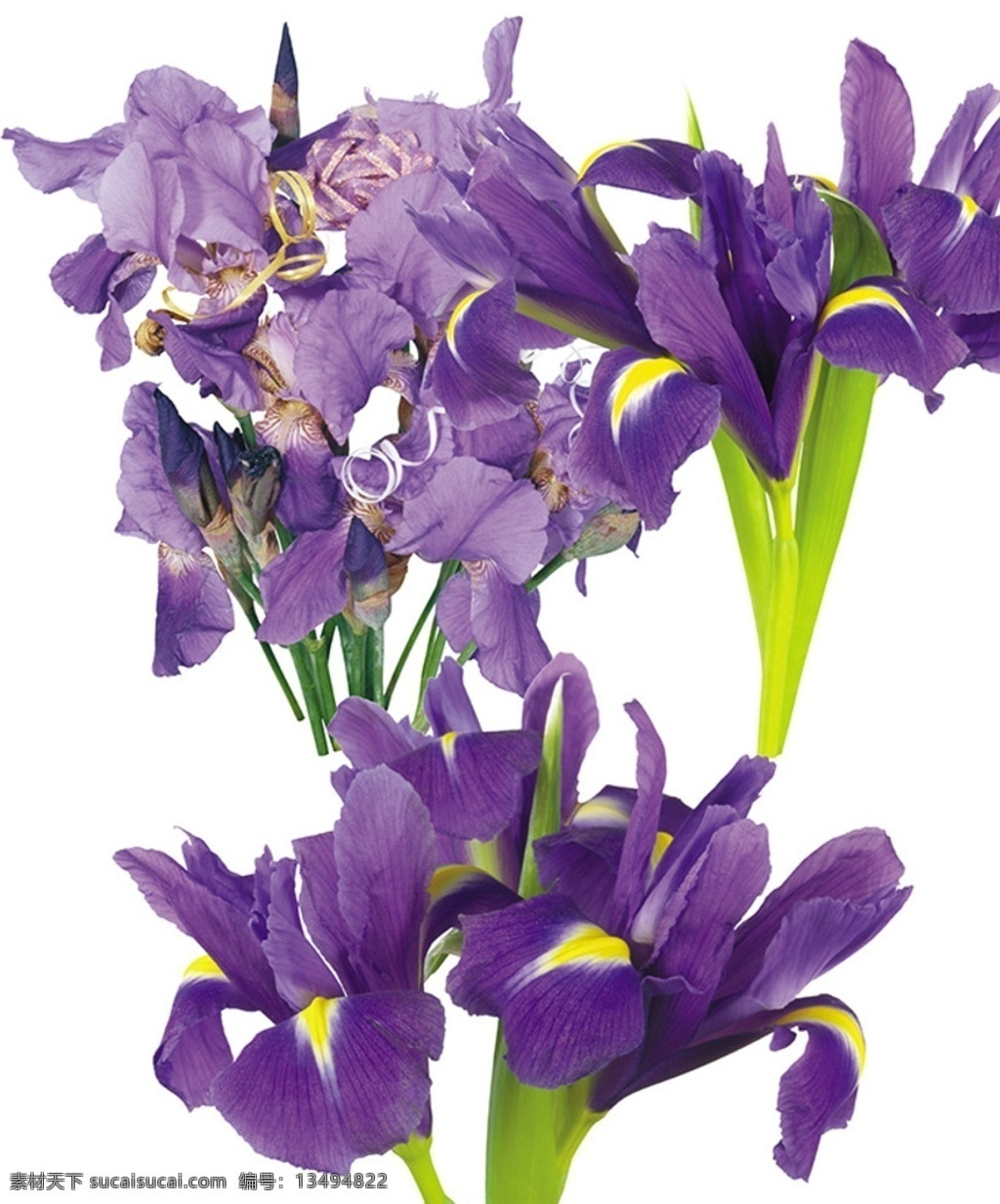 鸢尾花 紫色鸢尾花 鸢尾花花束 鸢尾花素材 爱丽丝 iris 分层