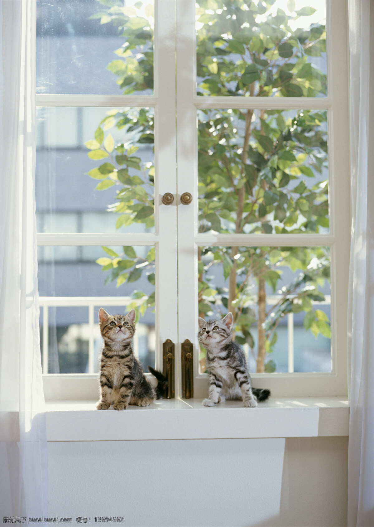 窗户 上 两 只 猫 小猫 动物摄影 宠物 可爱的猫 家猫 猫咪 小猫图片 家禽家畜 生物世界 猫咪图片