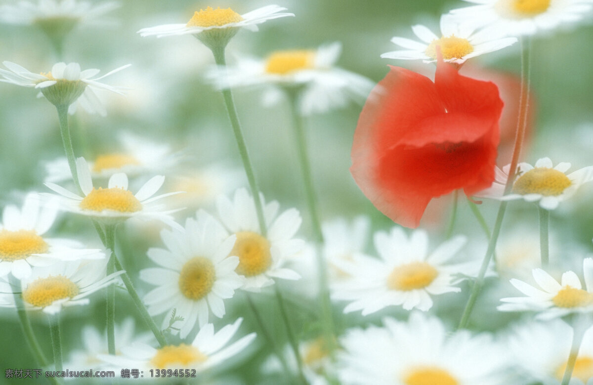 美丽 菊花 雏菊 野花 花卉 鲜花 花朵 鲜花背景 背景素材 美丽风景 摄影图 花草树木 生物世界