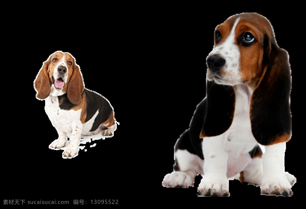 巴 吉 度 猎犬 免 抠 透明 图 层 两 只 法国 漫画 相片 巴吉度猎犬 纯种 可爱 大 耳朵