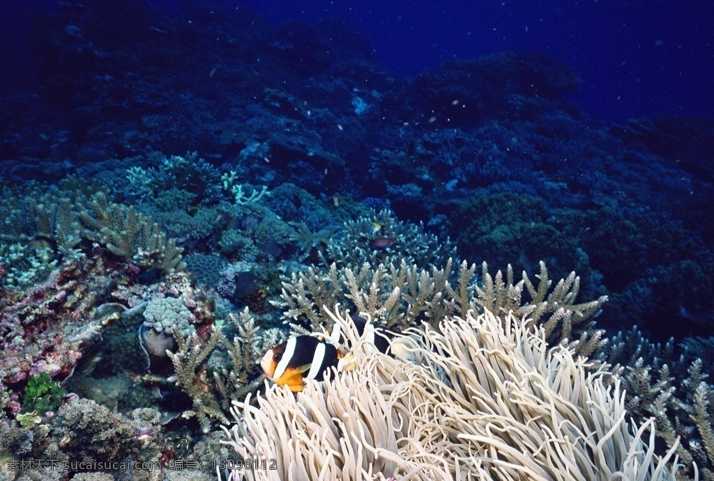 海底生物 海底世界 梦幻海洋 梦幻海底 海底摄影 海底奇幻世界 空间背景墙 海洋生物 鲨鱼 海豚 珊瑚 小鱼 海星 壁纸 3d地砖 3d海底世界 海洋素材 时尚背景墙 海底世界壁画 海底世界壁纸 3d全景壁画 全景壁纸 立体画 电视背景墙 海洋节 鱼缸造景 鱼缸海底造景 海洋婚礼 海底世界背景 自然景观 自然风景