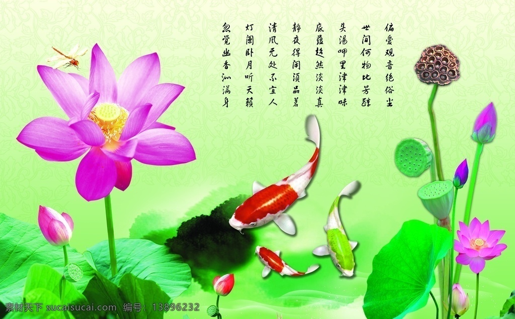 鱼 莲花背景墙 背景墙 荷叶 发财鱼 荷花 绿色背景 锦鲤