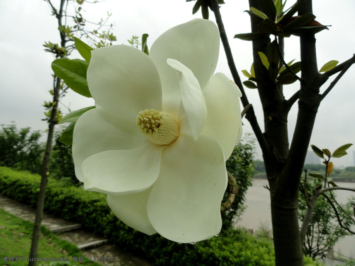 白玉兰 旅游摄影 数码微距 野花 夏季 雨后 江边 自然风景