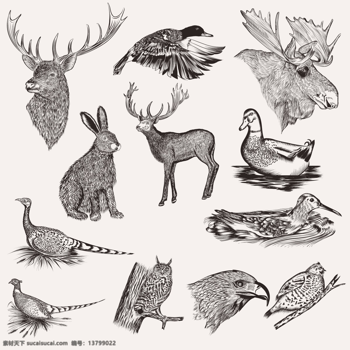 手绘动物系列 手 动物 手绘 猫头鹰 鹰 兔 鸭 画 收集 集 驼鹿 麋鹿 野鸡