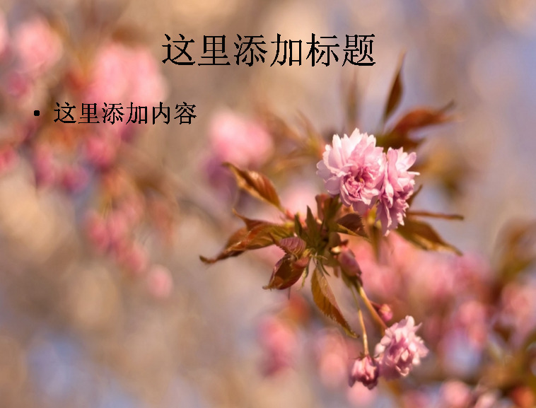 电脑 宽 屏 封面 春天 迹象 背景图片 花 ppt封面 高清 自然风景 模板