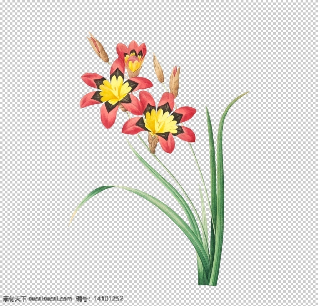 花卉插图图片 彩绘 手绘 花苞 花蕾 插画 彩绘花朵 水彩画 素描花朵 素描画 素描花草 花纹 花边 生物世界 花卉花朵 树木叶子 植物叶子 花卉 花蕊 花卉底纹 花蕊底纹 花卉背景 花卉图案 花蕊图案 花朵 素描花卉 素描涂鸦 花卉涂鸦 花卉素描 古典花蕊 优雅花蕊 优雅花卉 复古花卉 花草