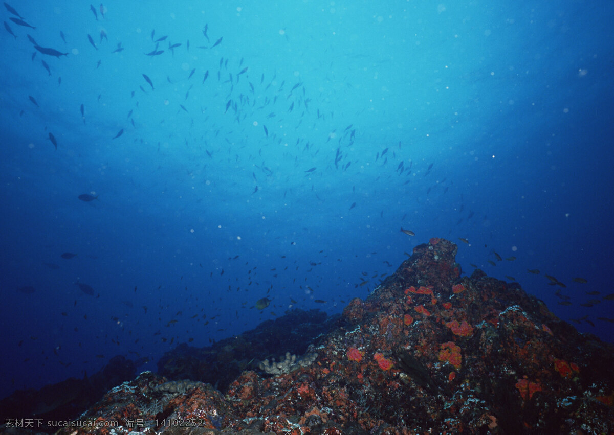 海底 世界 游弋 鱼群 大海深处 海洋深处 海底的鱼群 海底世界 热带鱼 深邃的大海 大洋深处 大洋 大海 群鱼 水下世界 游弋的鱼群 生物世界 鱼类