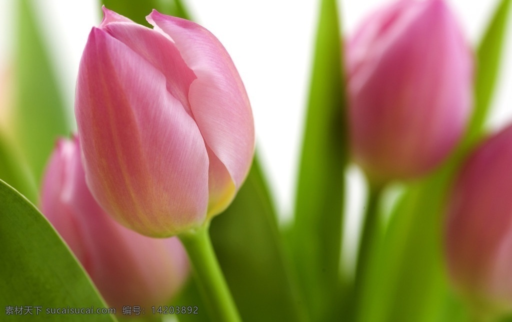 粉色郁金香 郁金香 鲜花 绿叶 花朵 花卉 花蕊 花儿 粉红色 植物 郁金香摄影 花草 生物世界