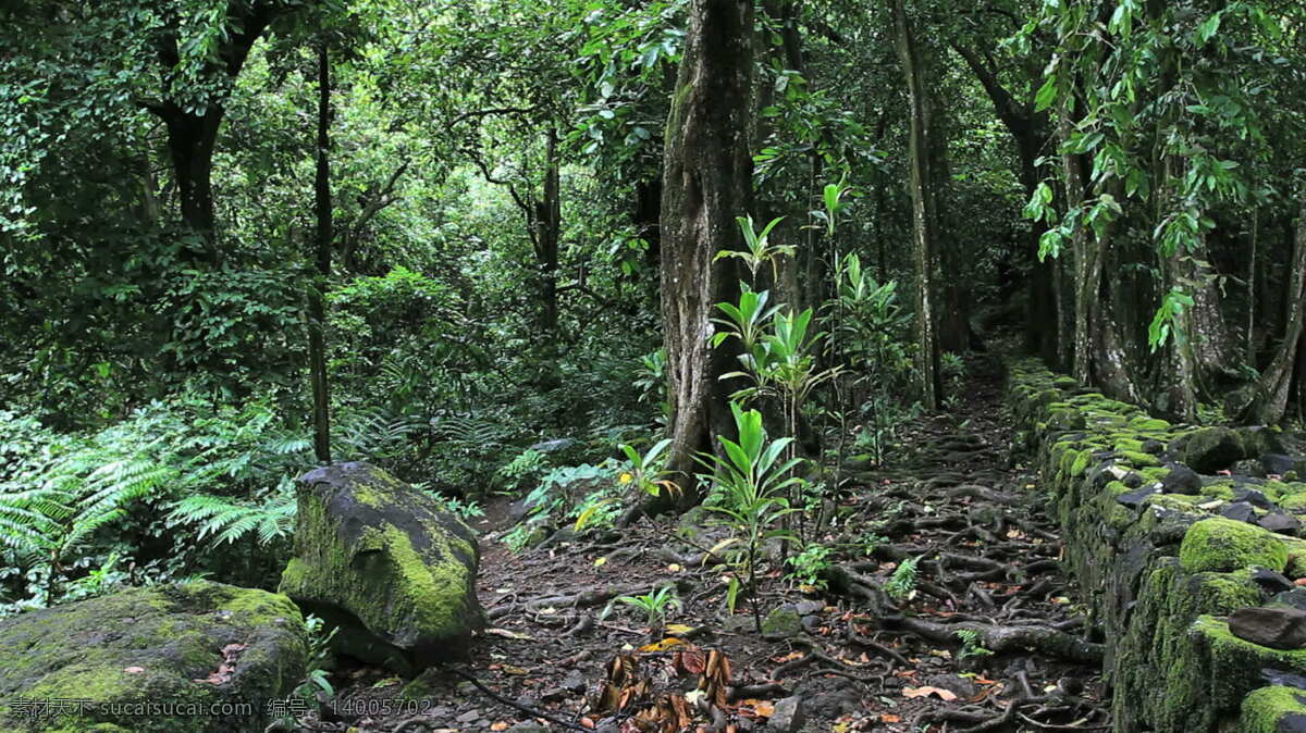 茉莉 titiroa 马 拉 埃 股票 视频 墙 丛林 岛 岛屿 地板 林 热带 树 树木 法属波利尼西亚 毛利 石 岩石 苔藓 植物 其他视频