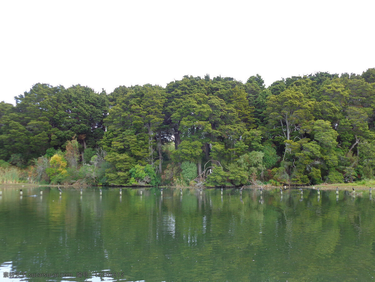 新西兰 野鸭湖 风景 天空 湖水 湖畔 绿树 木桩 水鸟 倒影 新西兰风光 自然景观 山水风景 白色
