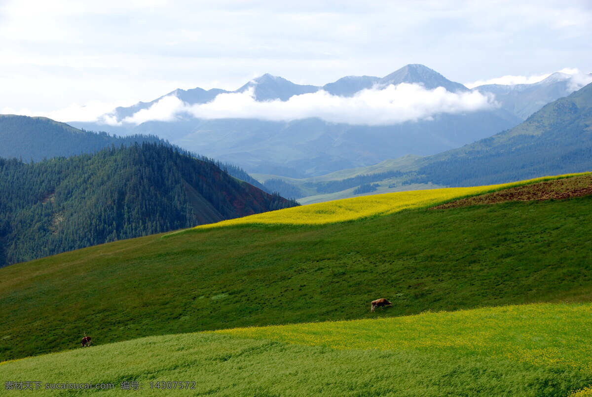 青海祁连山脉 青海 祁连山 山脉 高原 草原 自然风景 自然景观