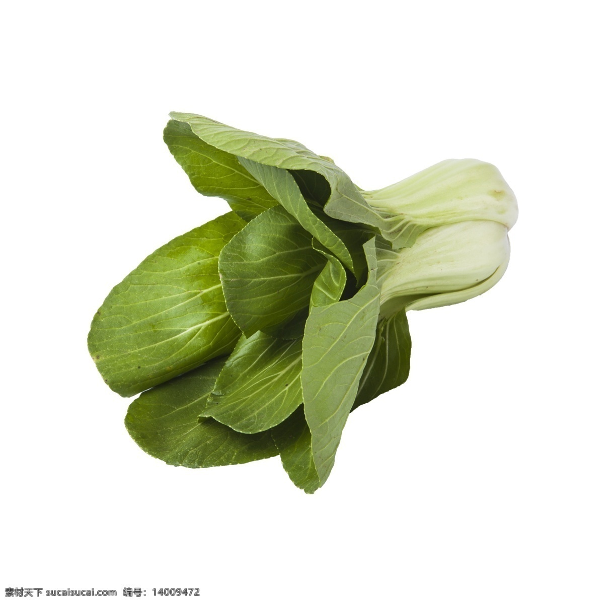 小 青菜 免 抠 小青菜 绿色蔬菜 绿色食物 营养 小青菜免抠 好吃的蔬菜 好吃的青菜