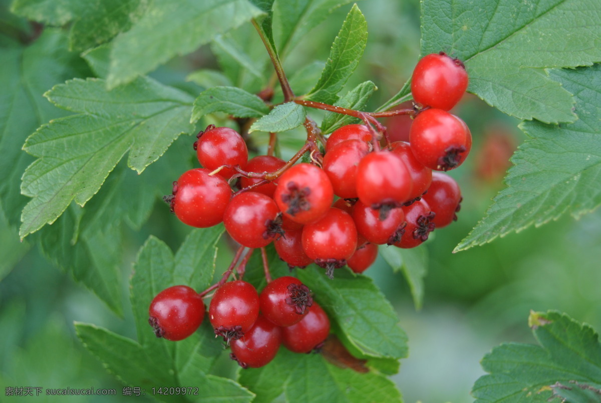 红豆 有机蔓越莓 野生蔓越莓 绿色 无公害 树 植物 生物世界 水果