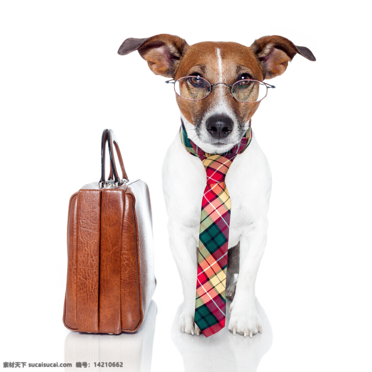 正装 小狗 公文包 领带 小狗摄影 狗 宠物 动物 动物世界 狗狗图片 生物世界