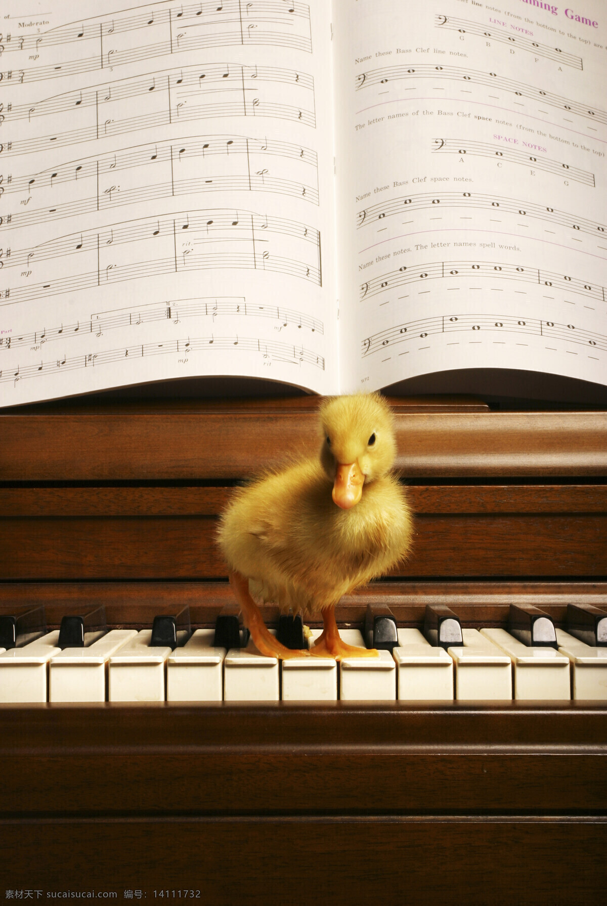 站 钢琴 上 小 鸭子 动物 小鸭子 乐器 典雅 黑白键 乐谱 五线谱 害怕 迷茫 陆地动物 生物世界 黑色